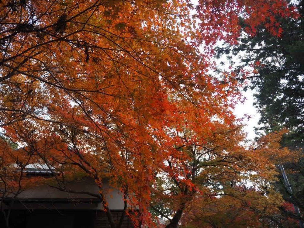Howl Monさんが投稿した光明寺に関する口コミの画像