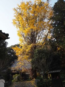 清瀧寺（静岡県浜松市） 4枚目