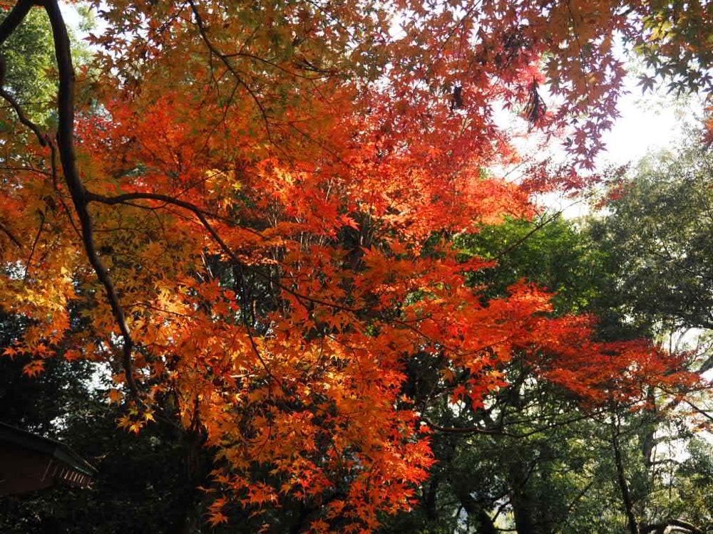 Howl Monさんが投稿した清瀧寺（静岡県浜松市）に関する口コミの画像