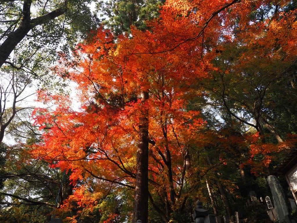 Howl Monさんが投稿した清瀧寺（静岡県浜松市）に関する口コミの画像
