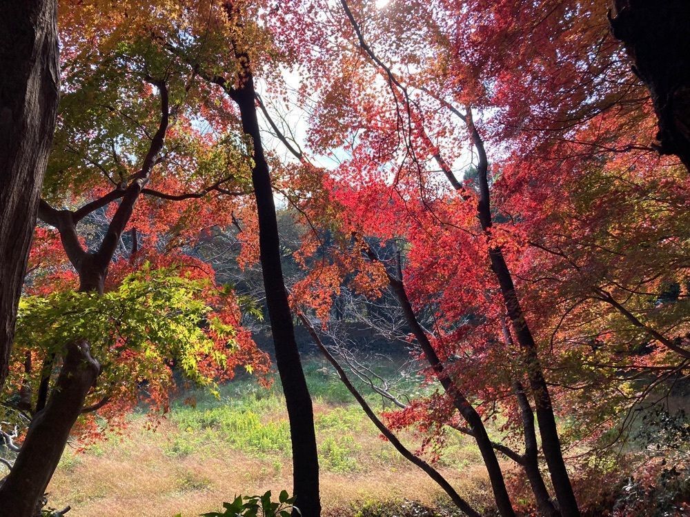 Howl Monさんが投稿した二俣城址に関する口コミの画像