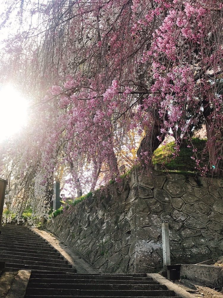 猫なぎ。さんが投稿した烏帽子山公園の桜に関する口コミの画像