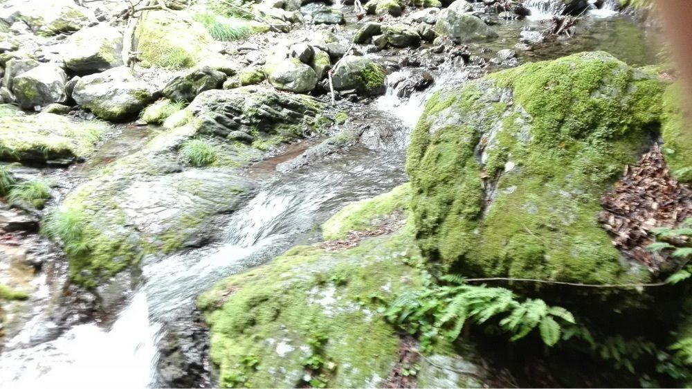 こうぴちさんが投稿した川苔山に関する口コミの画像