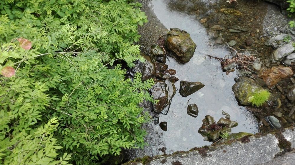 こうぴちさんが投稿した川苔山に関する口コミの画像