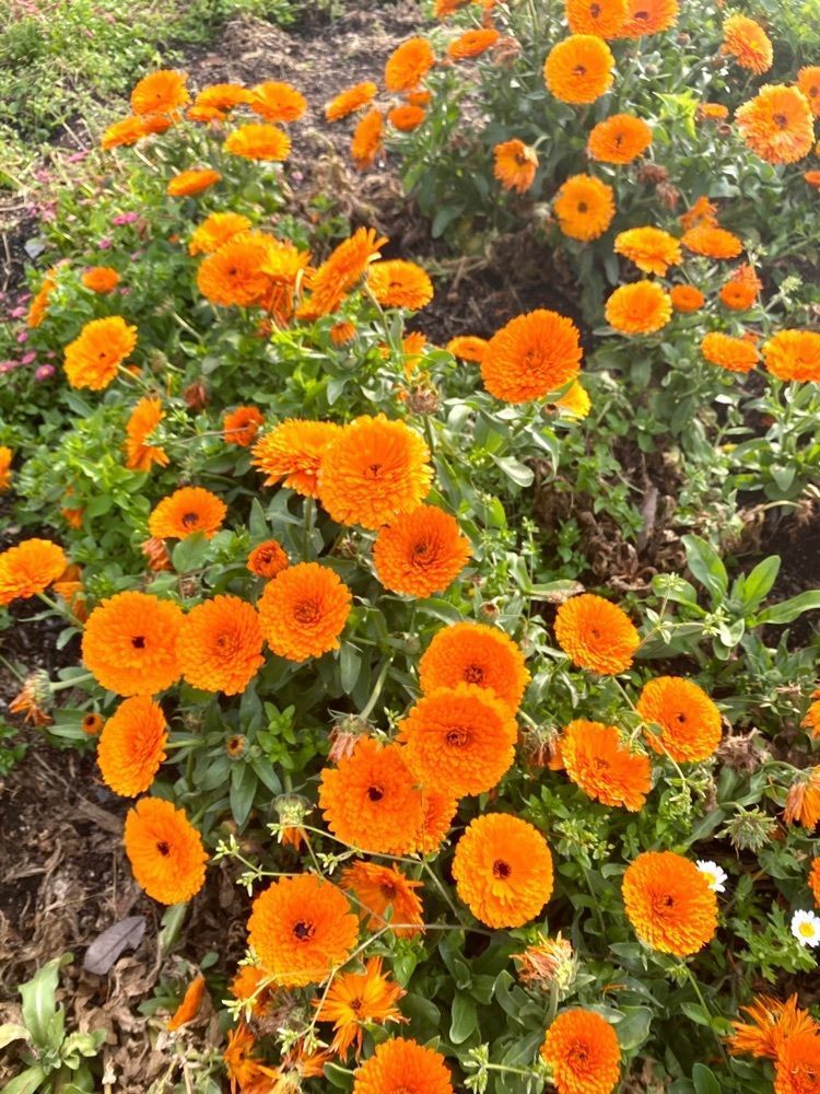 Rhapsodyさんが投稿した久留米百年公園に関する口コミの画像