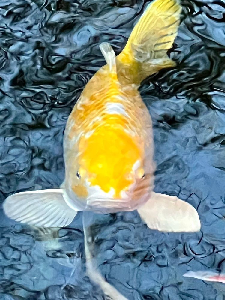 ビンカさんが投稿した大磯ロングビーチに関する口コミの画像