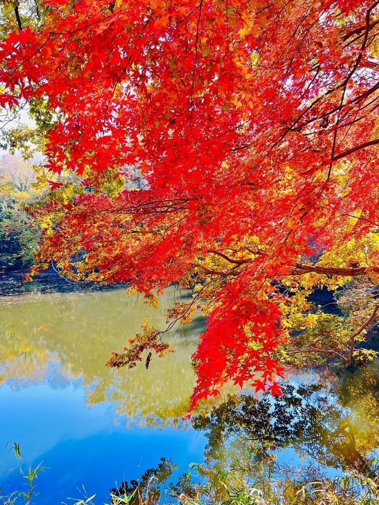 ビンカさんが投稿した震生湖に関する口コミの画像