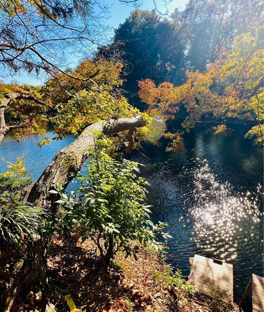 ビンカさんが投稿した震生湖に関する口コミの画像