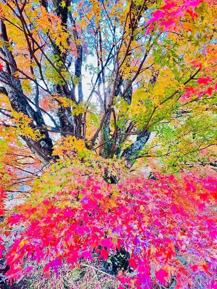 ビンカさんが投稿したふれあい処茶屋ふじやに関する口コミの画像