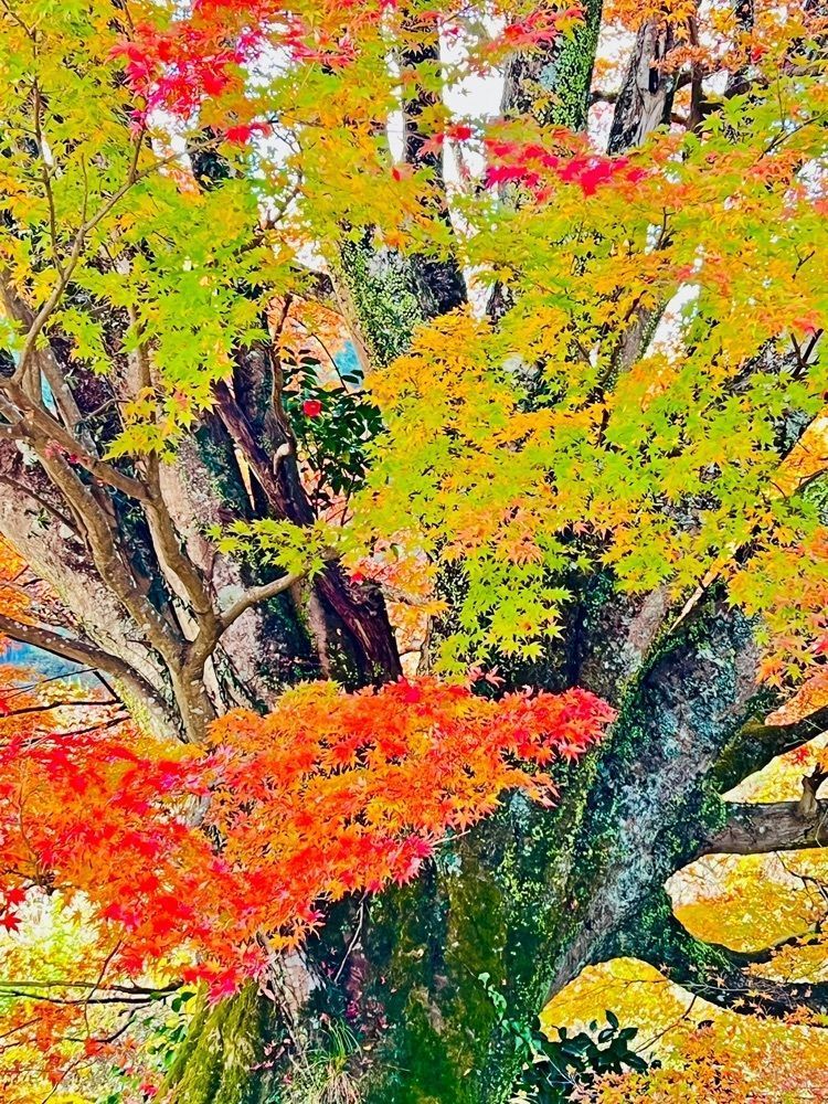 ビンカさんが投稿したふれあい処茶屋ふじやに関する口コミの画像