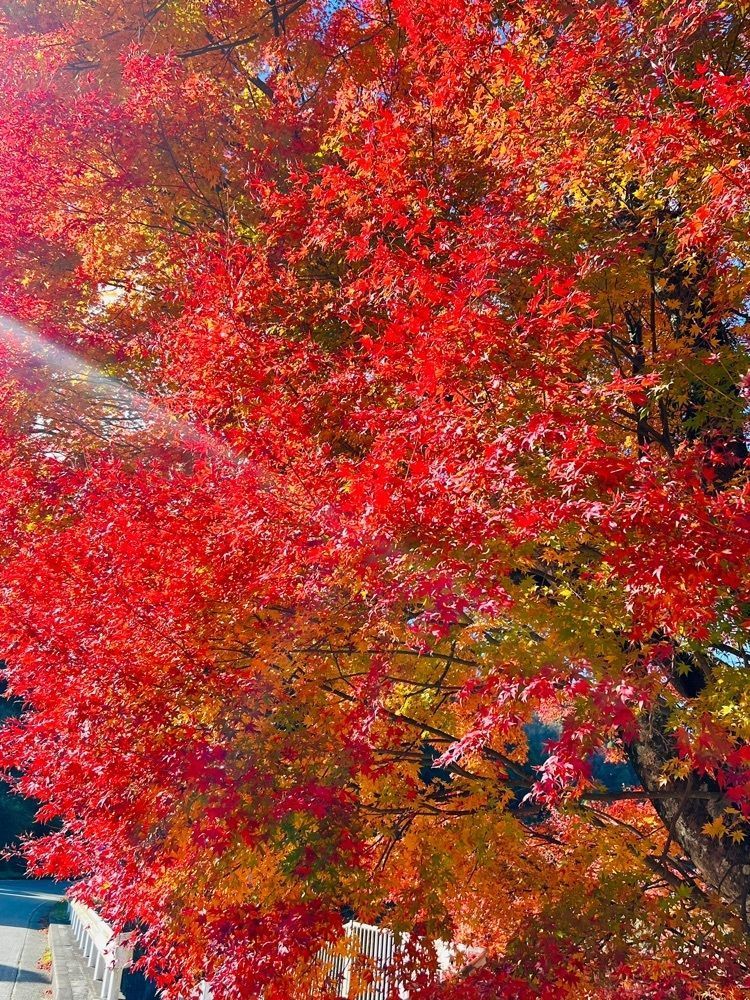 ビンカさんが投稿した足柄古道万葉うどんに関する口コミの画像