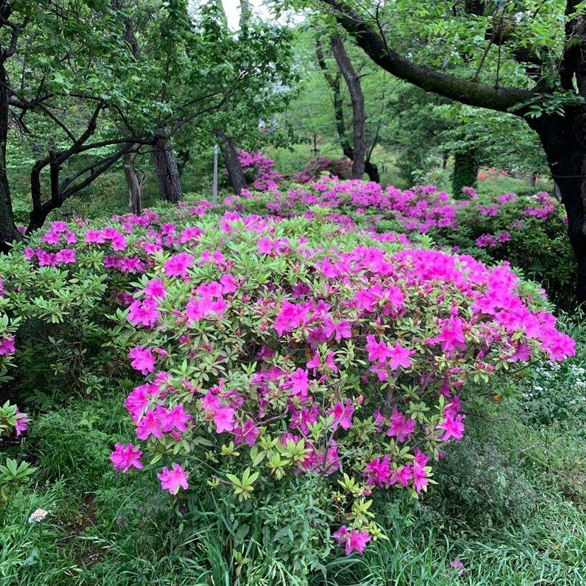 38zackeyさんが投稿した洗足池公園に関する口コミの画像
