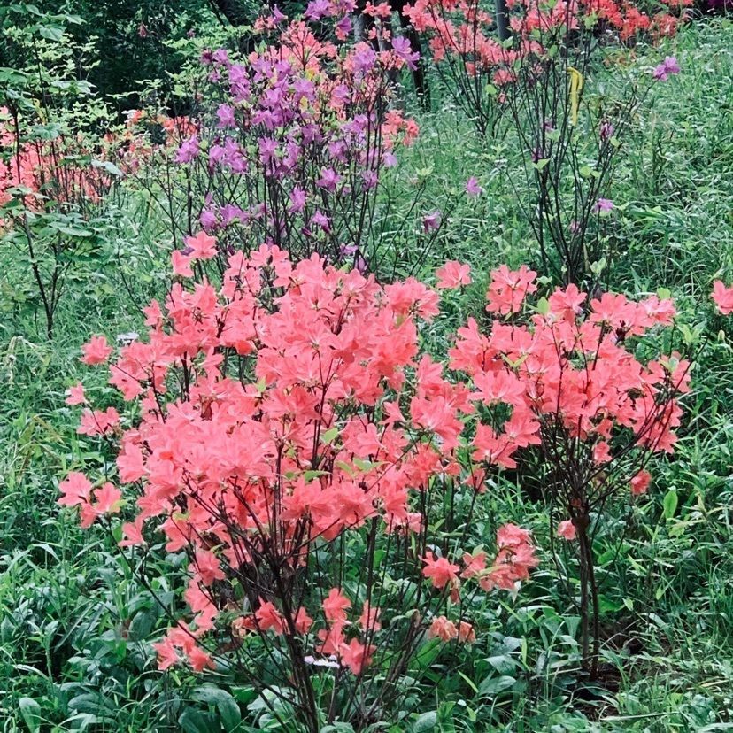 38zackeyさんが投稿した洗足池公園に関する口コミの画像