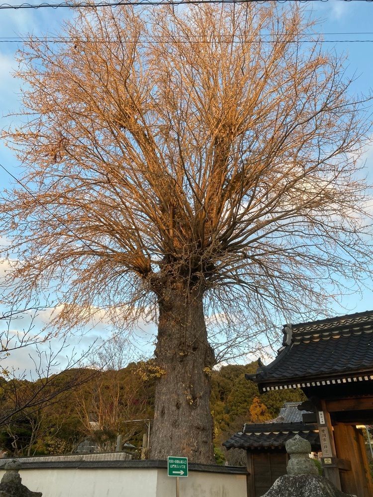 あるふぃすたさんが投稿した右田ケ岳に関する口コミの画像