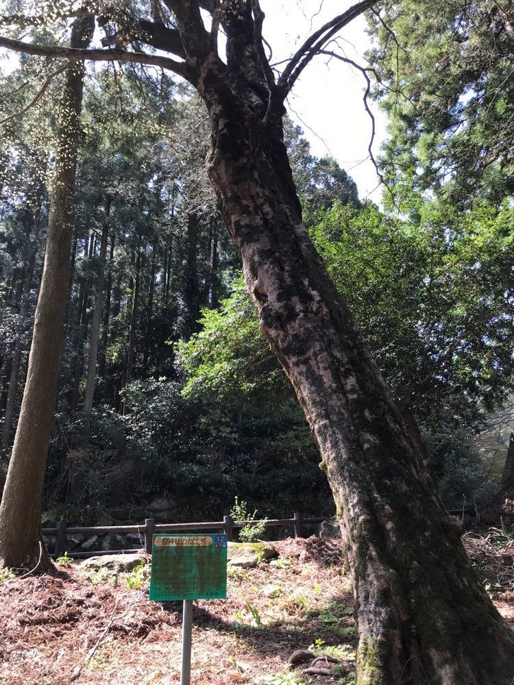 famous_walking_746fさんが投稿した雷神社に関する口コミの画像
