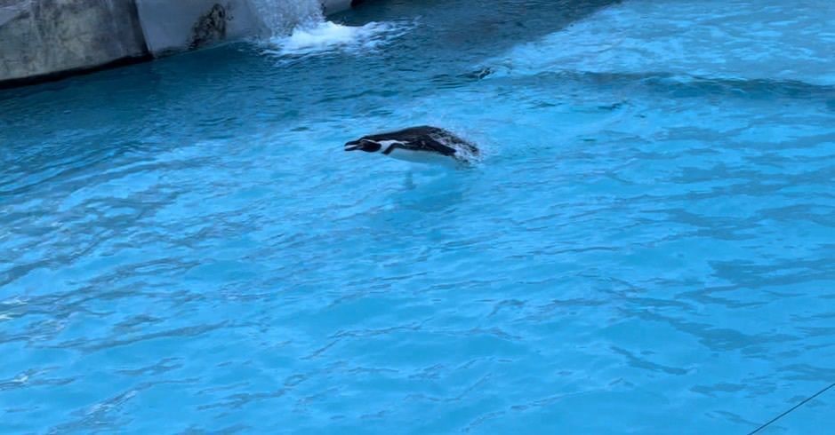 m.さんが投稿した静岡市立日本平動物園に関する口コミの画像