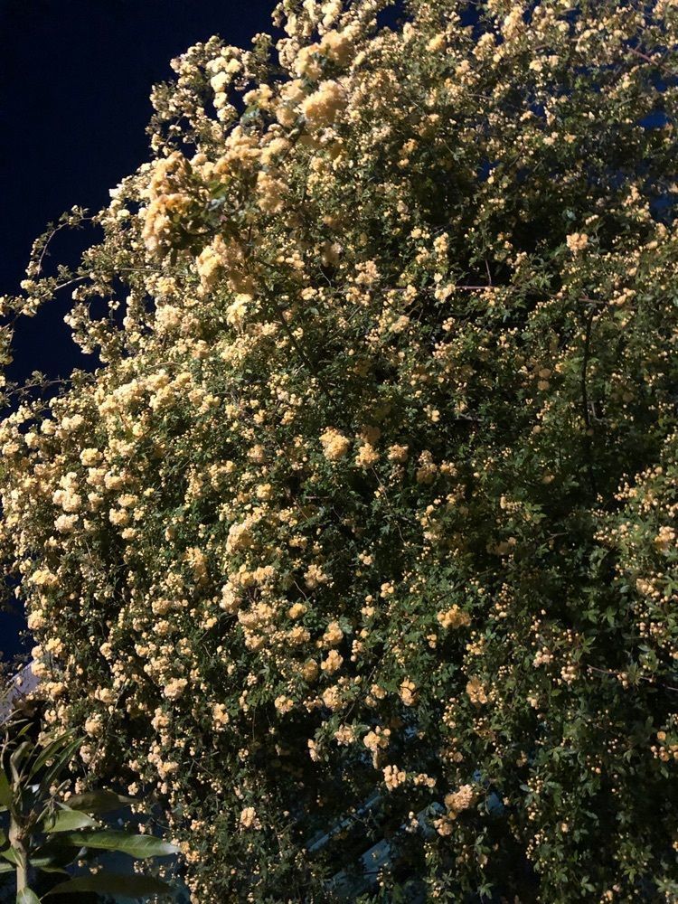 wonderful_gift_3213さんが投稿した芦屋市総合公園に関する口コミの画像