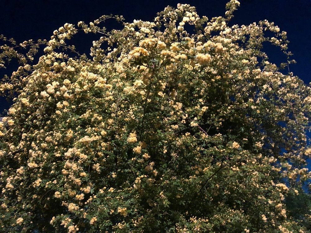 wonderful_gift_3213さんが投稿した芦屋市総合公園に関する口コミの画像