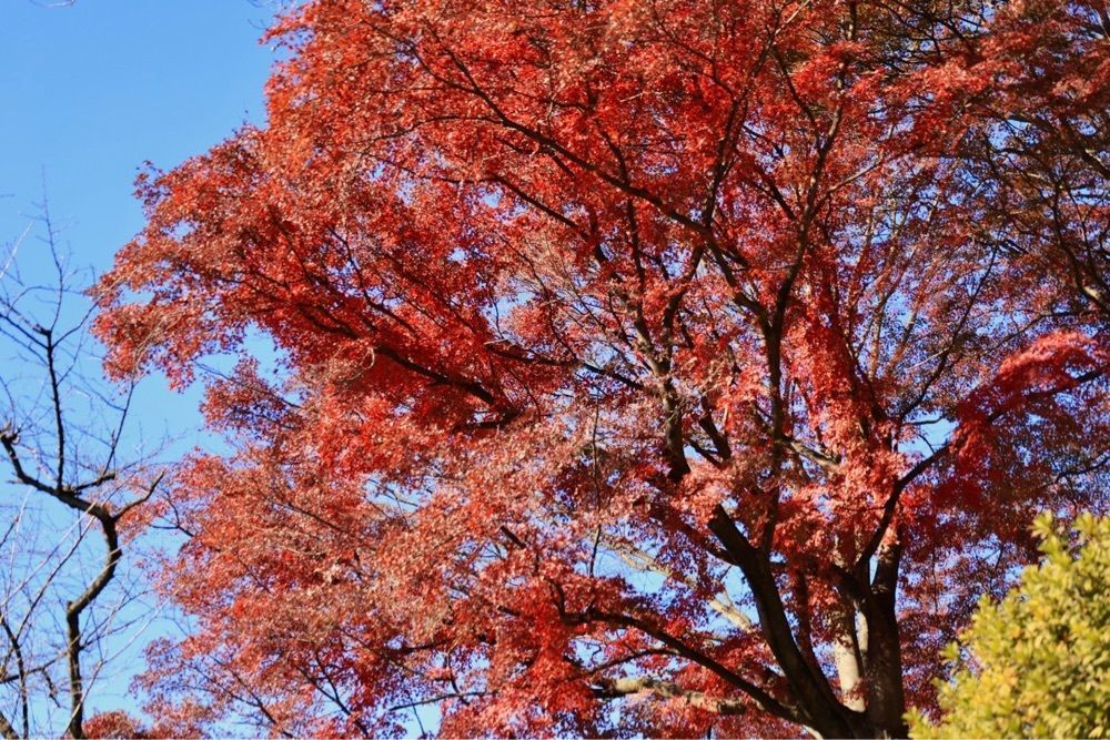 kohchanさんが投稿した栃木家に関する口コミの画像