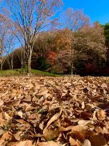 国営武蔵丘陵森林公園 植物園売店