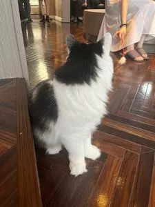 猫カフェMOCHA 渋谷センター街店（ネコカフェモカ）