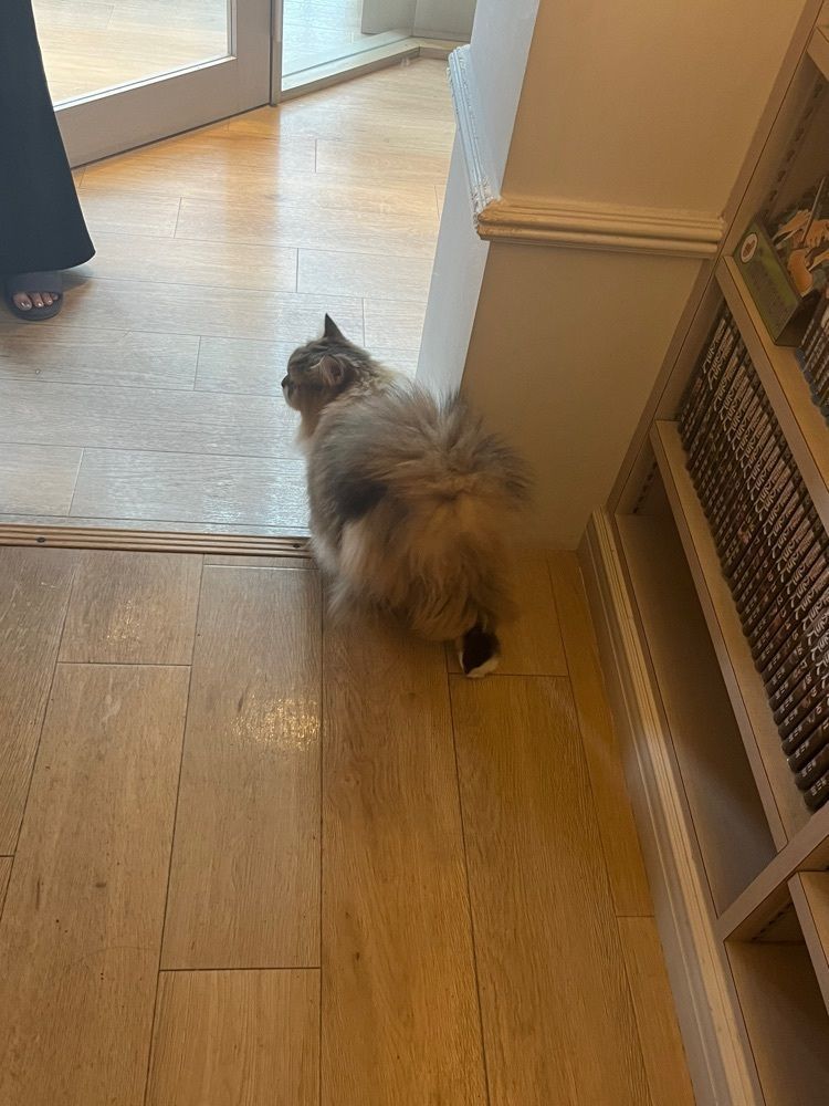 ｙさんが投稿した猫カフェMOCHA 渋谷センター街店（ネコカフェモカ）に関する口コミの画像