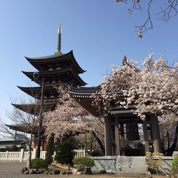 #お寺 #寺院 #名古屋 #桜 #花見 #日泰寺 #五重塔