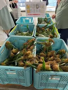 愛菜屋（アイサイヤ）