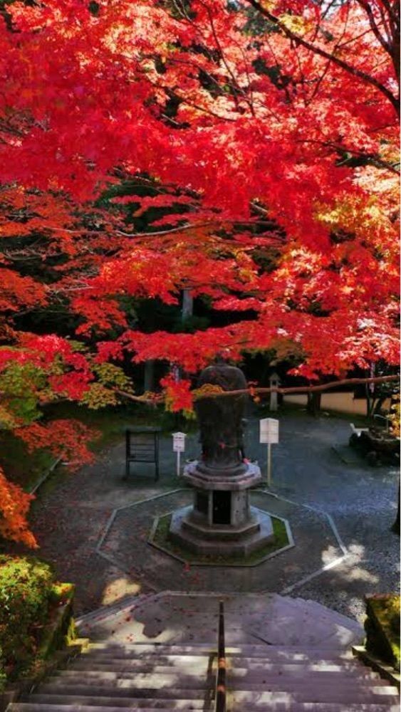 京都を巡る会・「武」さんが投稿した今熊野観音寺（ぼけ封じ観音）に関する口コミの画像