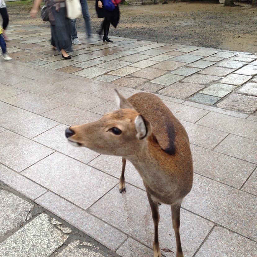 花＊花さんが投稿した画像の画像