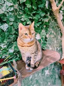 倉敷 フクロウとヒョウ猫乃森（【旧店名】倉敷 どうぶつの森）