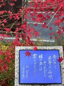 地蔵禅院のシダレザクラ