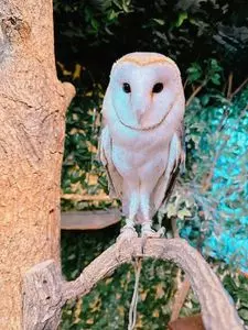 倉敷 フクロウとヒョウ猫乃森（【旧店名】倉敷 どうぶつの森）