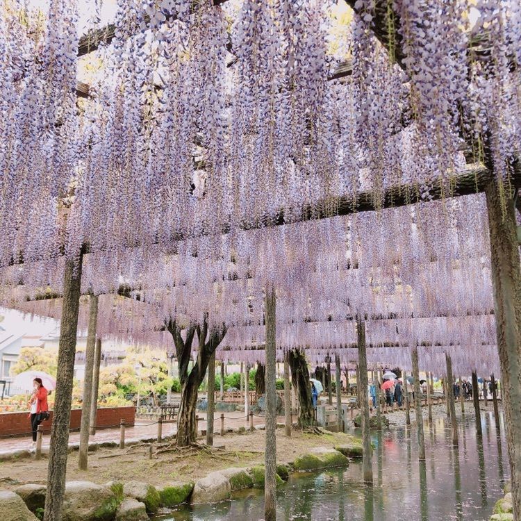 Danjouさんが投稿した画像の画像