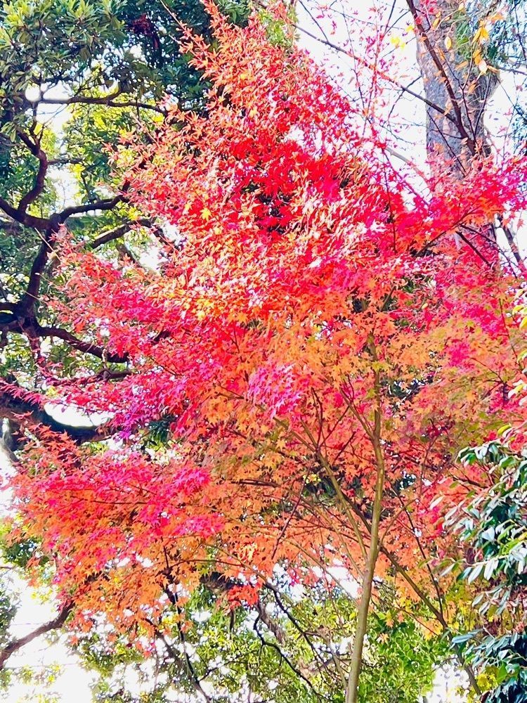 ビンカさんが投稿した寒田神社に関する口コミの画像