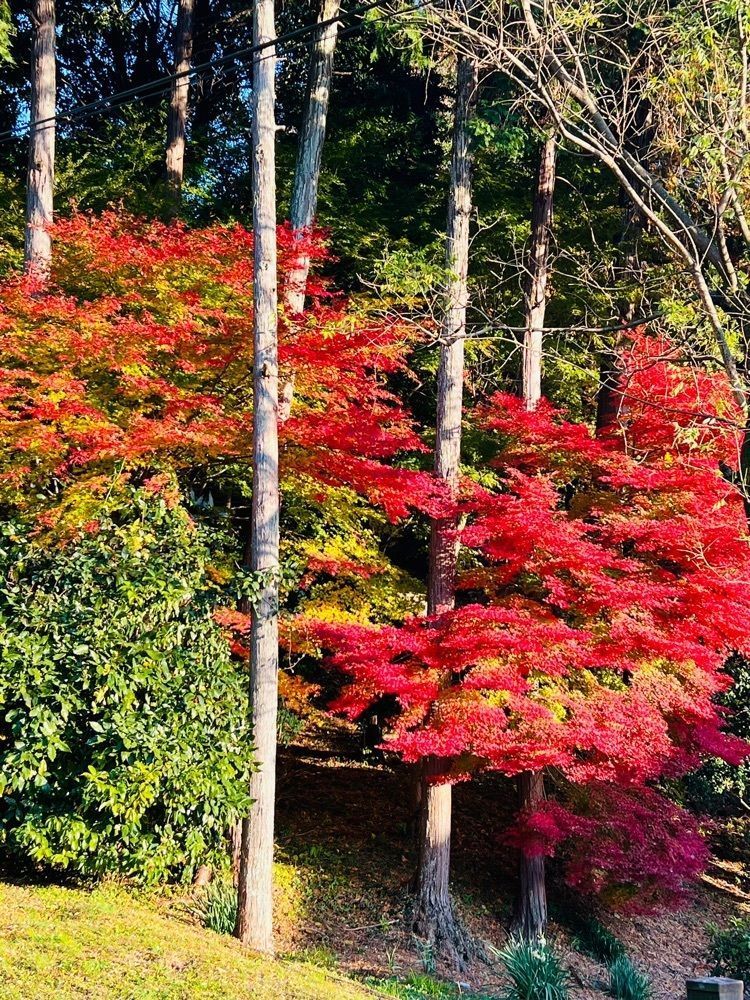 ビンカさんが投稿した最明寺（善光寺）に関する口コミの画像