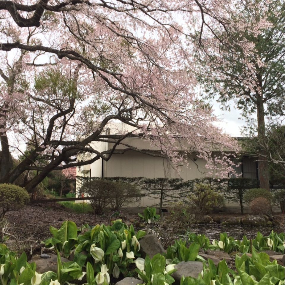 サンサンレディさんが投稿した深叢寺に関する口コミの画像