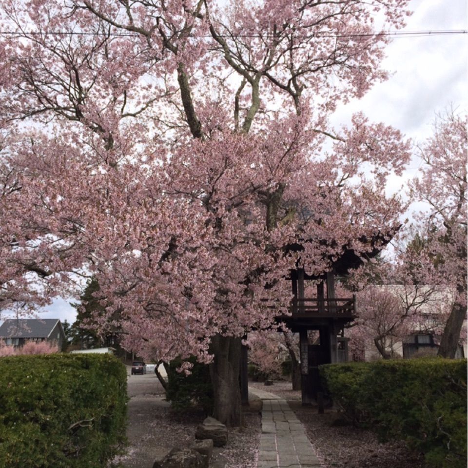 サンサンレディさんが投稿した深叢寺に関する口コミの画像