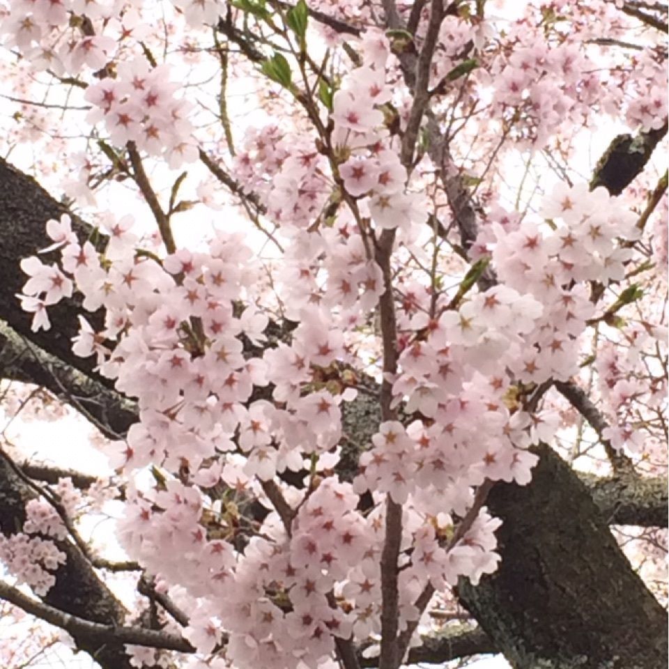 サンサンレディさんが投稿した深叢寺に関する口コミの画像
