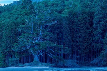 釜炊近江米 銀俵 4枚目