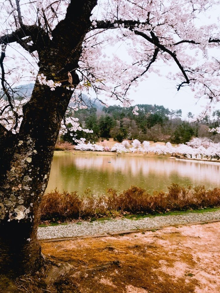 猫なぎ。さんが投稿した堂ノ前公園に関する口コミの画像