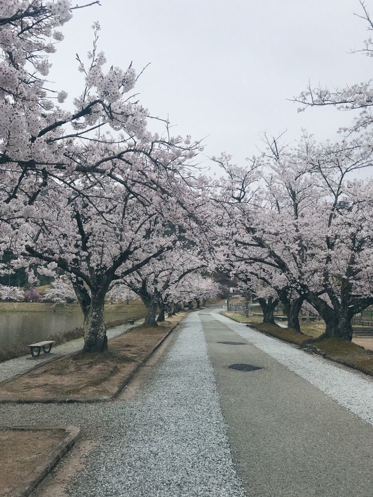 猫なぎ。さんが投稿した堂ノ前公園に関する口コミの画像