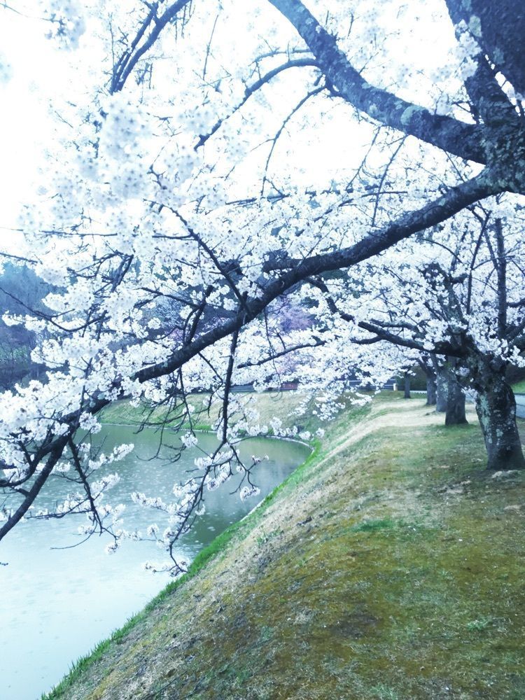猫なぎ。さんが投稿した堂ノ前公園に関する口コミの画像