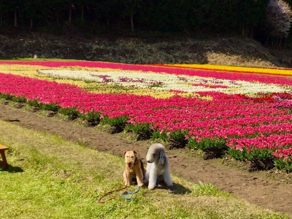 池田モコさんが投稿したたんとうチューリップまつりに関する口コミの画像