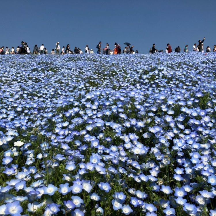 あやぞうさんが投稿した国営ひたち海浜公園に関する口コミの画像