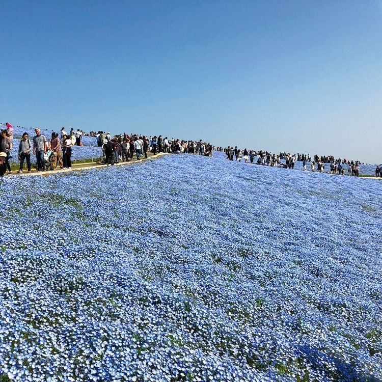 あやぞうさんが投稿した国営ひたち海浜公園に関する口コミの画像