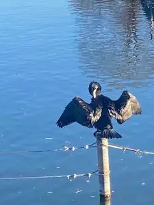 井の頭弁財天 2枚目