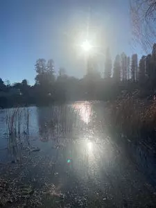 井の頭弁財天 1枚目