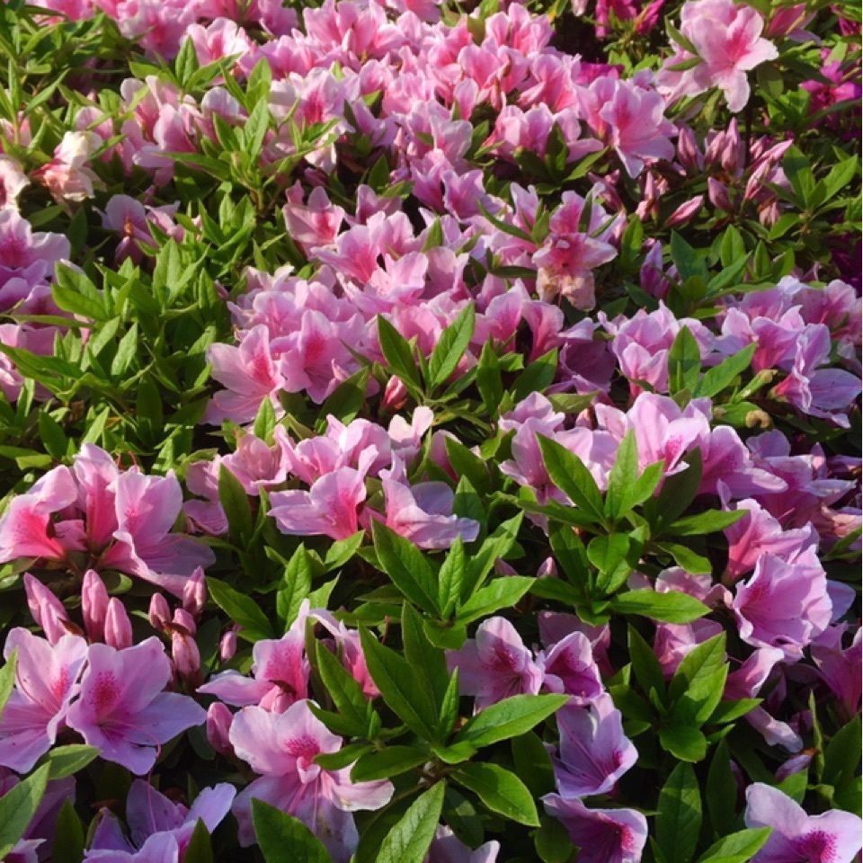 yoshiさんが投稿した三隅公園に関する口コミの画像