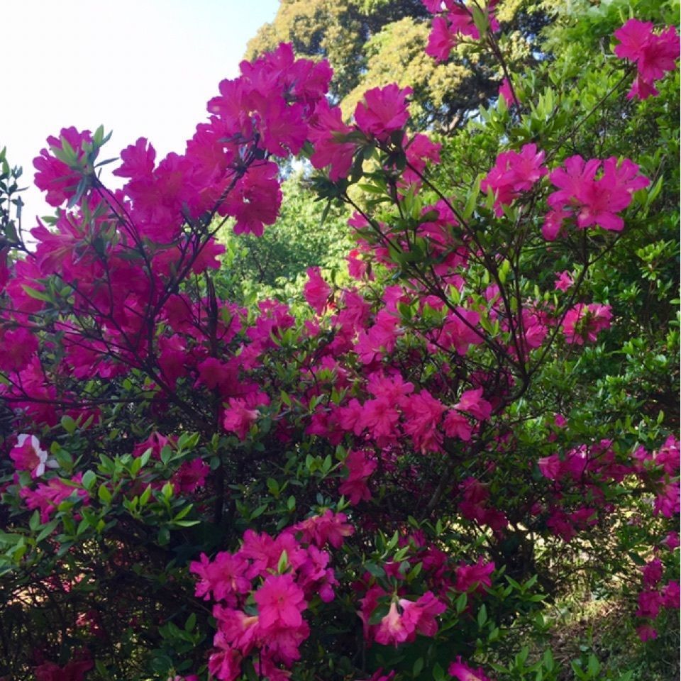 yoshiさんが投稿した三隅公園に関する口コミの画像